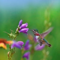 Caliope Kolibri etetés Penstemonban Tim Fitzharris