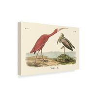 Védjegy Szépművészet 'Scarlet Ibis' vászonművészet, John James Audubon