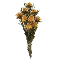 Vickerman 8-20 Aspen arany Plumosum köteg, virágfejek kötegenként, tartósítva
